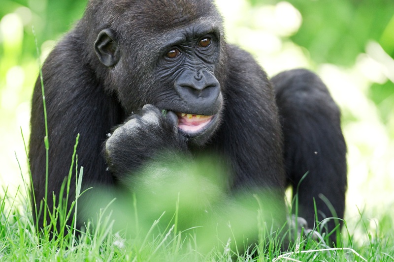 Tatu, foto (c) Tomáš Adamec, Zoo Praha